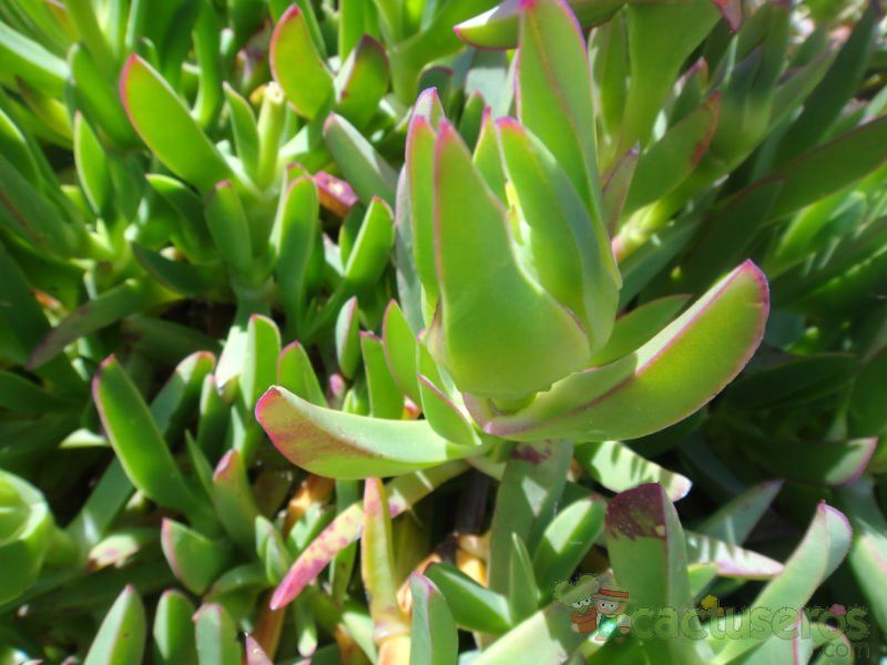 A photo of Carpobrotus acinaciformis