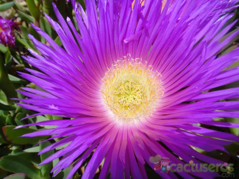 A photo of Carpobrotus acinaciformis