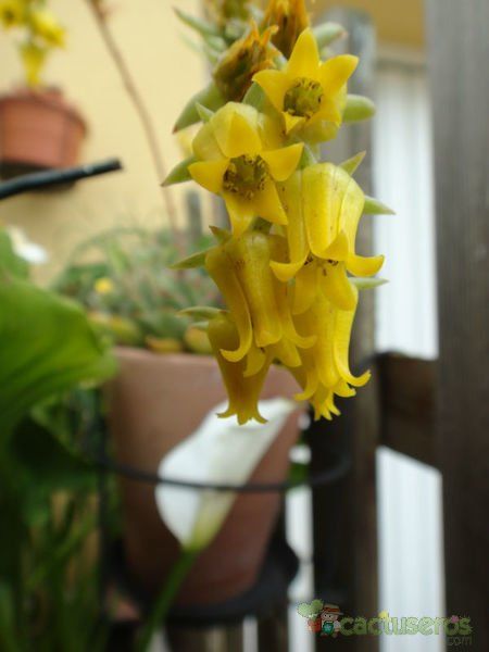 A photo of Echeveria pulidonis