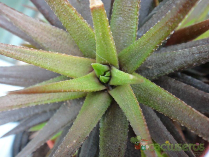 A photo of Haworthia glabrata