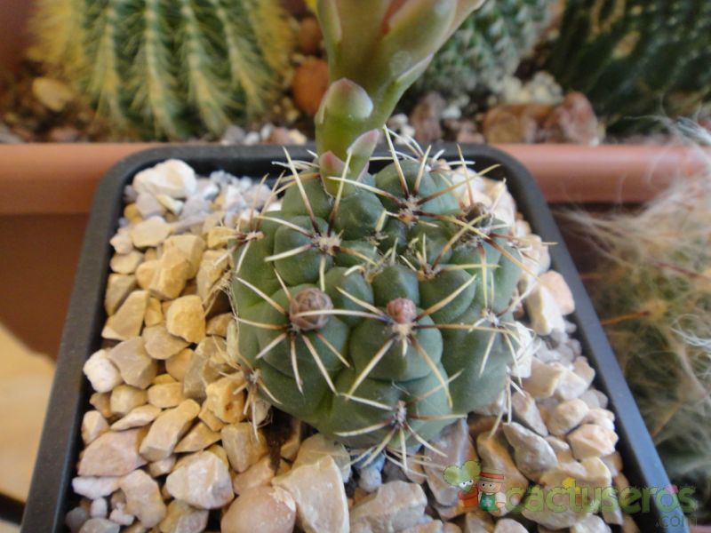 Una foto de Gymnocalycium erinaceum