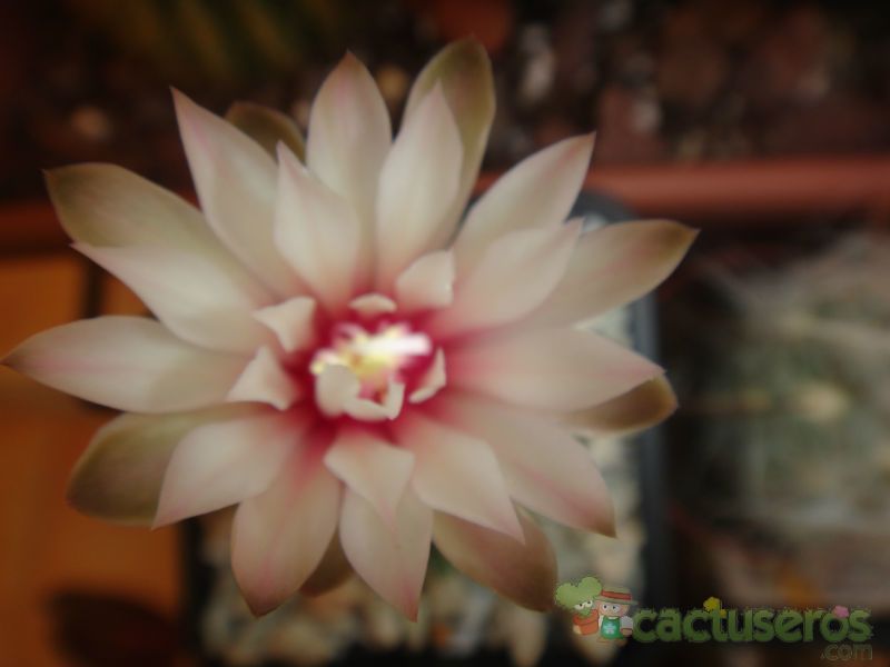 Una foto de Gymnocalycium erinaceum