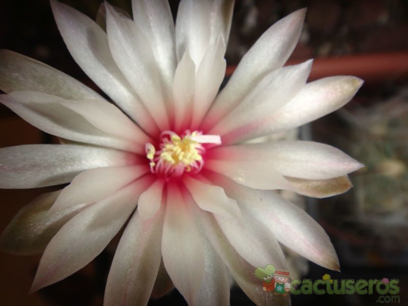Una foto de Gymnocalycium erinaceum