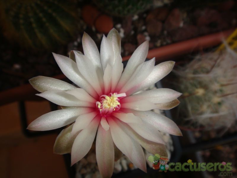 Una foto de Gymnocalycium erinaceum