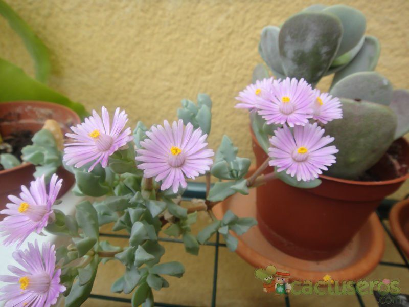 A photo of Lampranthus deltoides