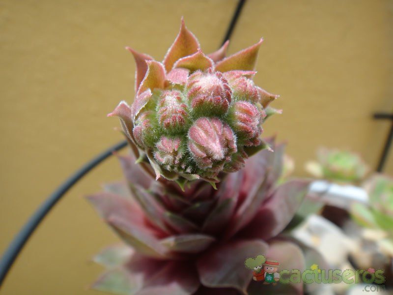 Una foto de Sempervivum cv. Magnificum