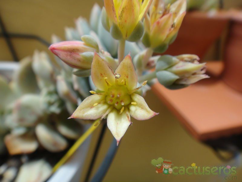 Una foto de Graptoveria cv. Titubans (Graptopetalum paraguayense x Echeveria derenbergii)