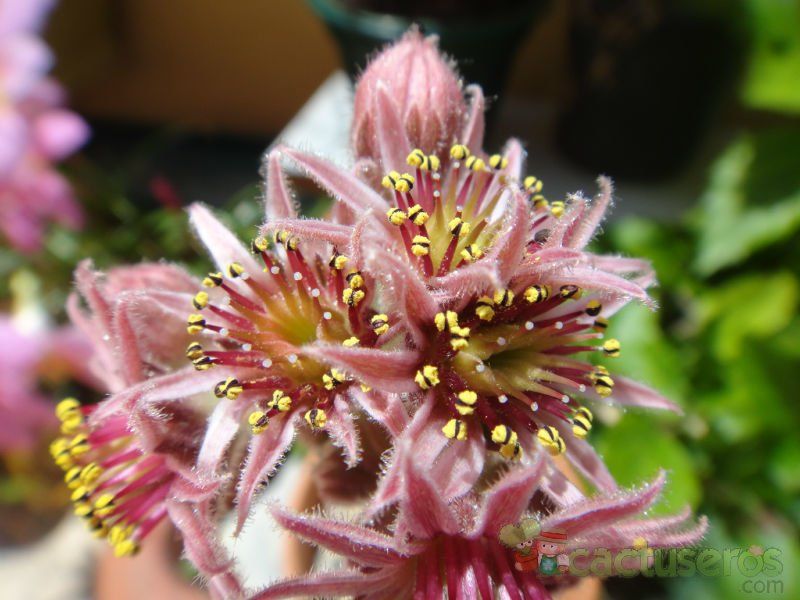 Una foto de Sempervivum cv. Magnificum