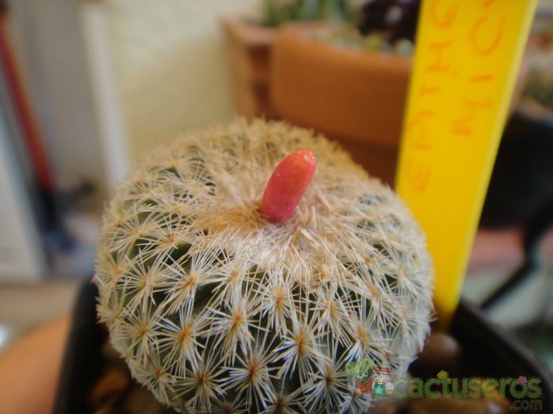 Una foto de Epithelantha micromeris