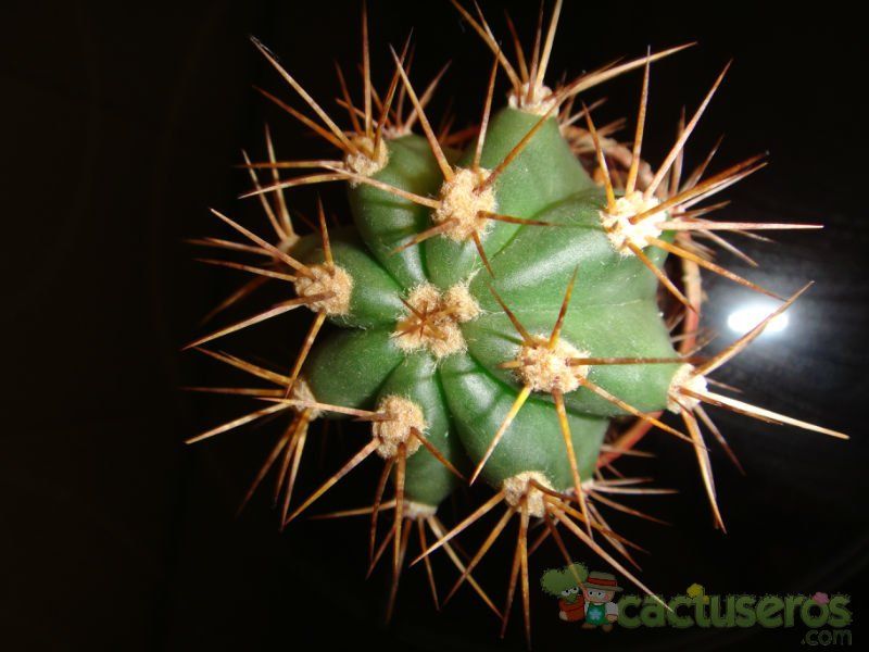 A photo of Echinopsis atacamensis ssp. pasacana