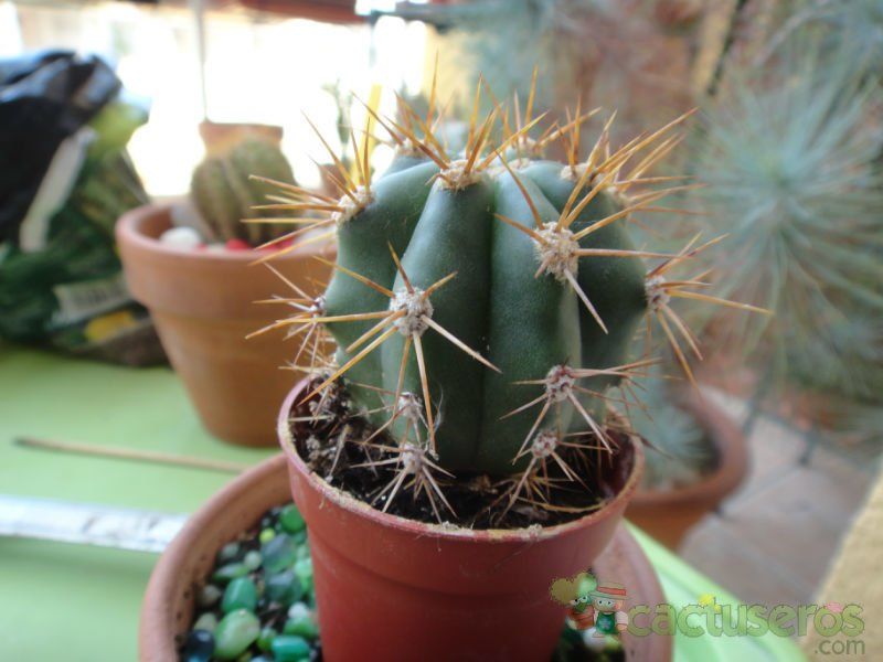 A photo of Echinopsis atacamensis ssp. pasacana