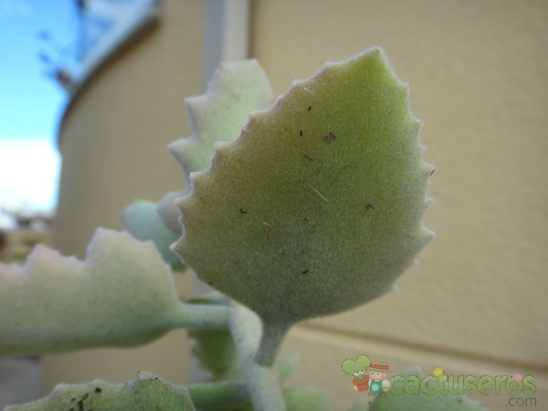 Una foto de Kalanchoe beharensis
