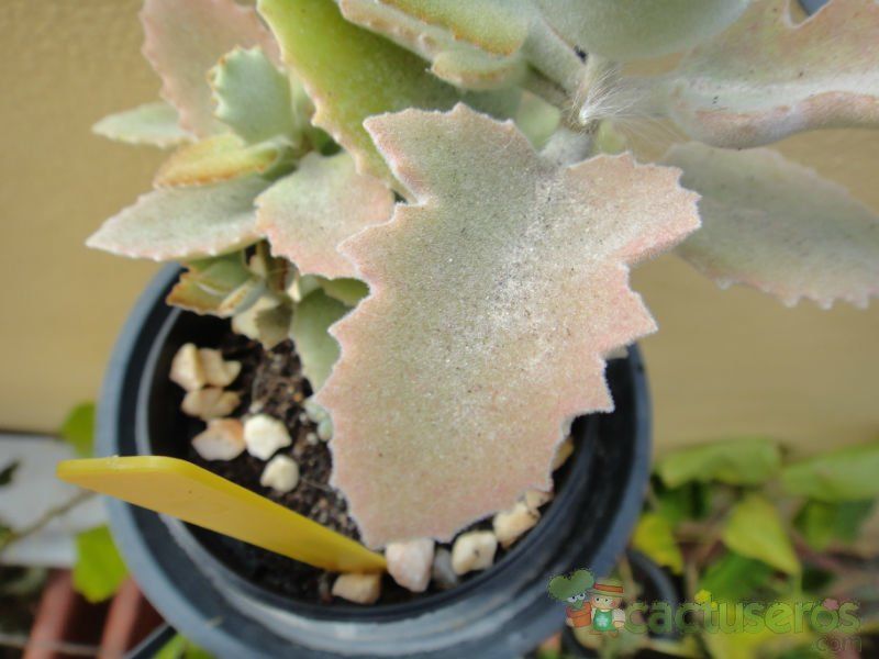 Una foto de Kalanchoe beharensis