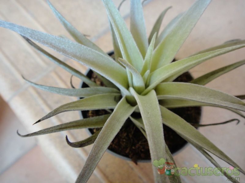 A photo of Agave bracteosa 