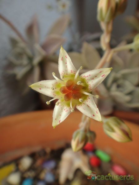 A photo of Graptopetalum paraguayense
