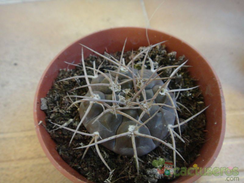 Una foto de Gymnocalycium spegazzinii ssp. cardenasianum