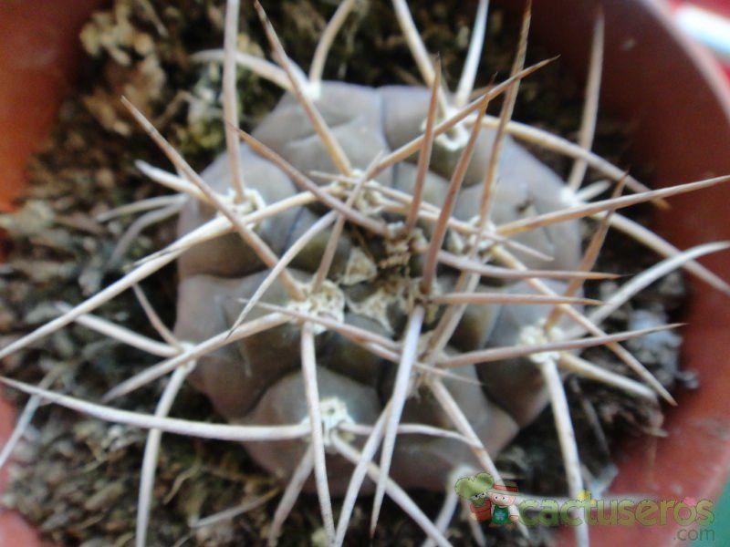 Una foto de Gymnocalycium spegazzinii ssp. cardenasianum