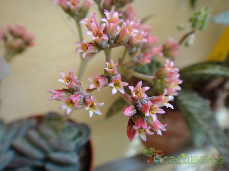 A photo of Crassula x Coralita (C. perfoliata var. falcata x C. susannae) (Hibrido)