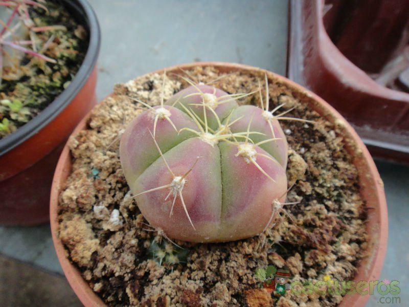 Una foto de Gymnocalycium horstii ssp. buenekeri