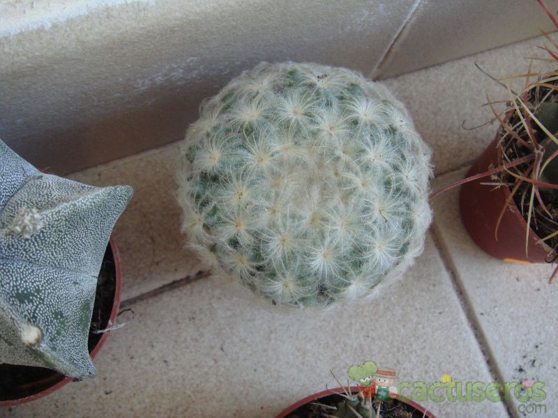 Una foto de Mammillaria plumosa
