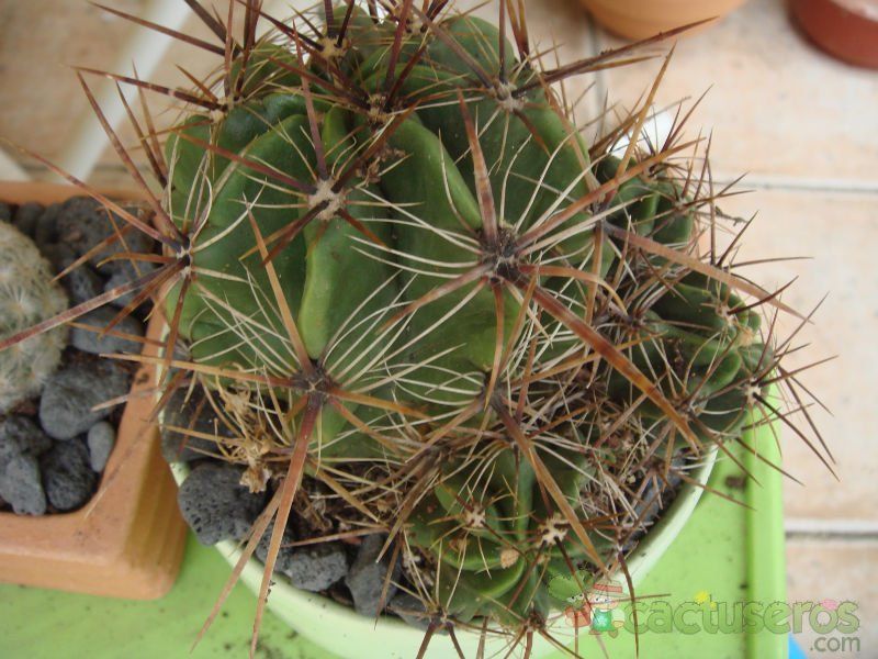 A photo of Ferocactus robustus