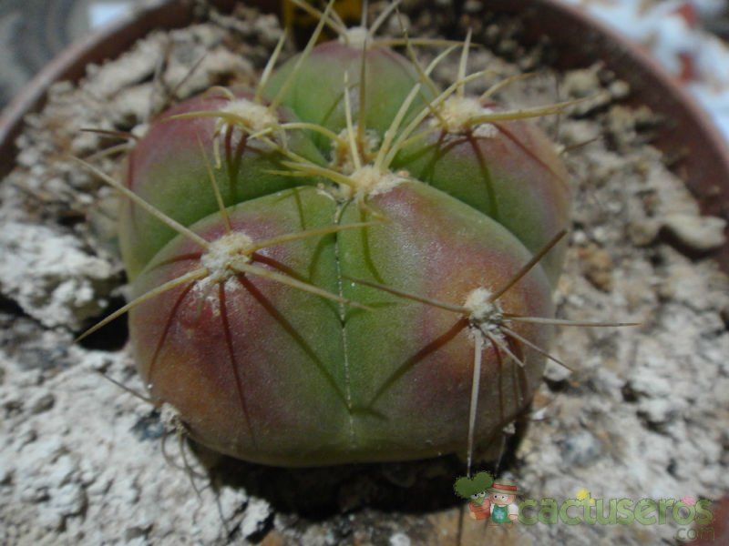 Una foto de Gymnocalycium horstii ssp. buenekeri