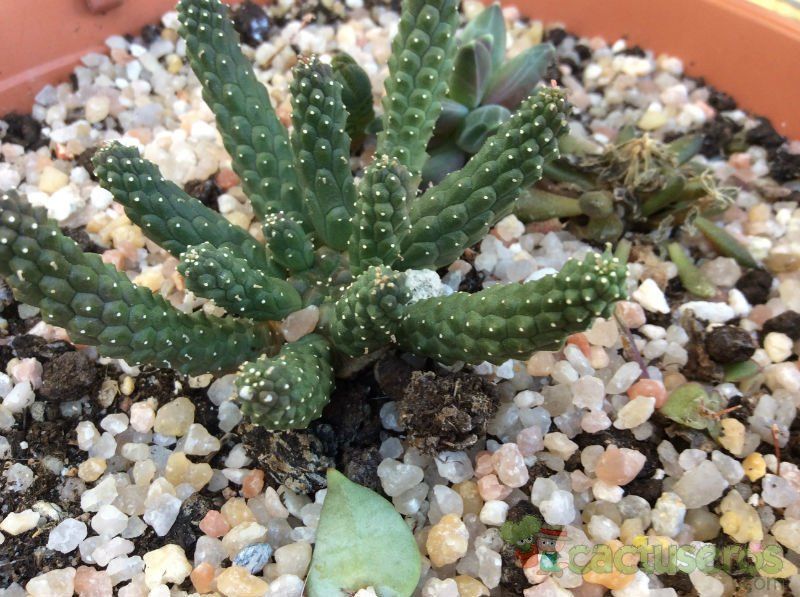 A photo of Euphorbia gorgonis  