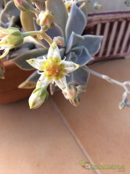 A photo of Graptopetalum paraguayense