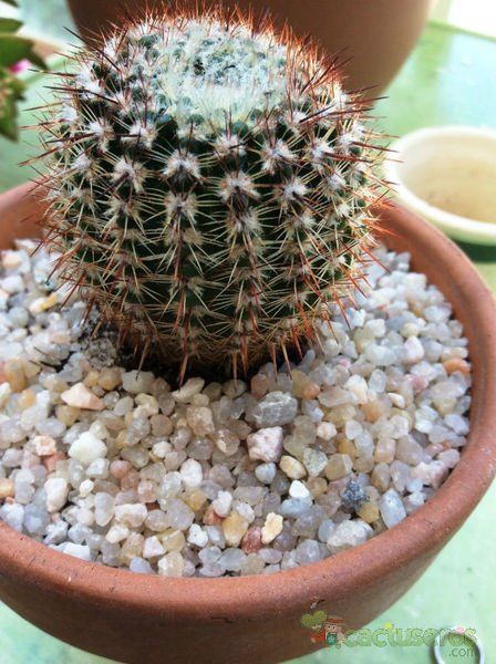 Una foto de Parodia erubescens