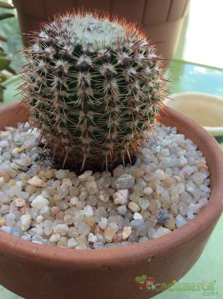 Una foto de Parodia erubescens