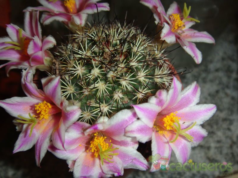 Una foto de Mammillaria blossfeldiana