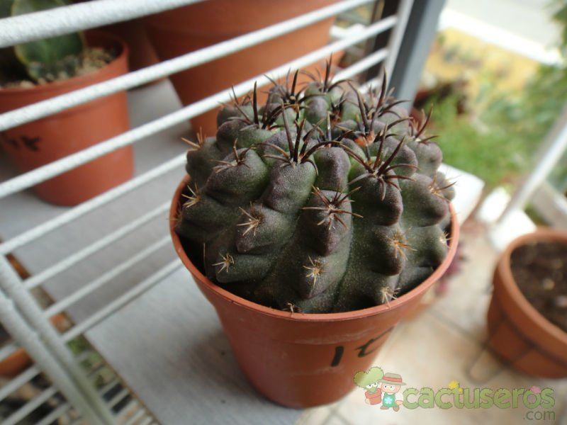 A photo of Eriosyce occulta