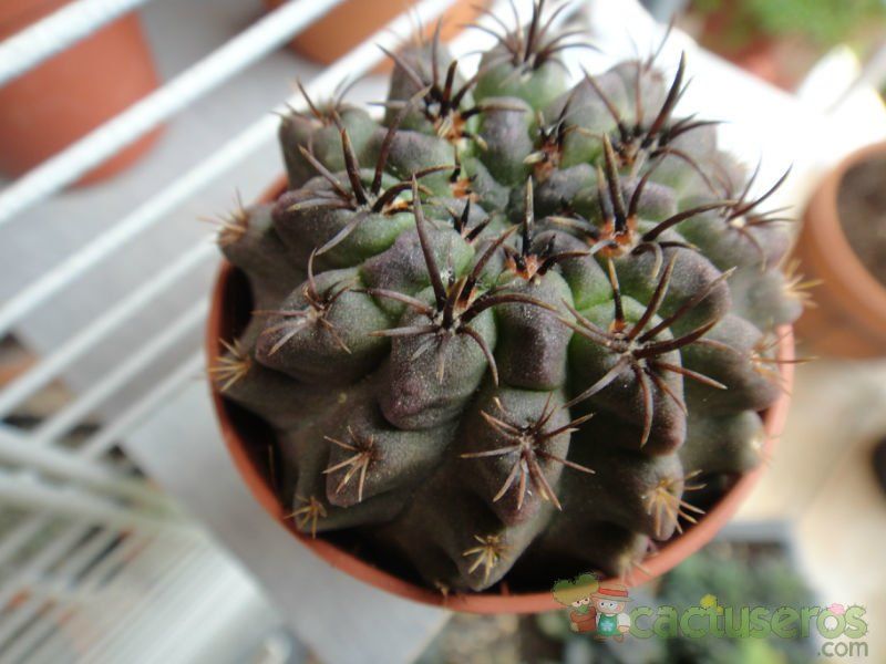 A photo of Eriosyce occulta