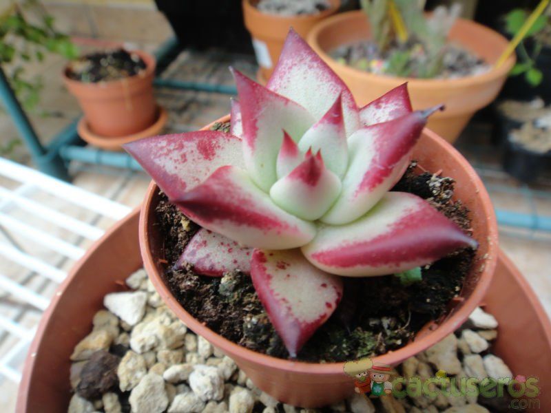 Una foto de Echeveria agavoides 