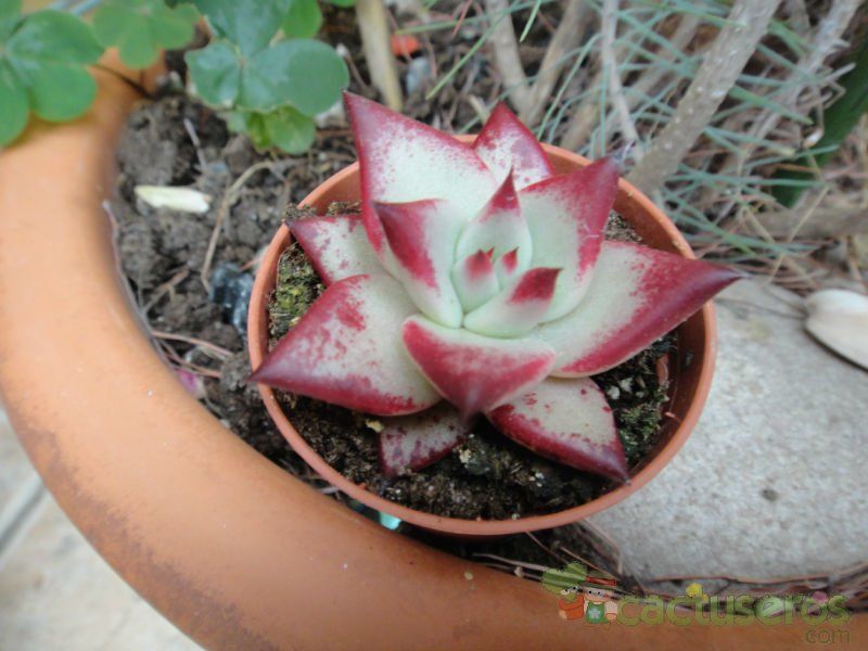Una foto de Echeveria agavoides 