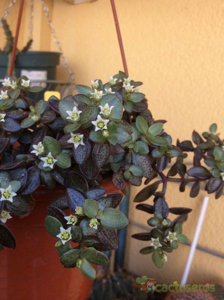 A photo of Crassula volkensii