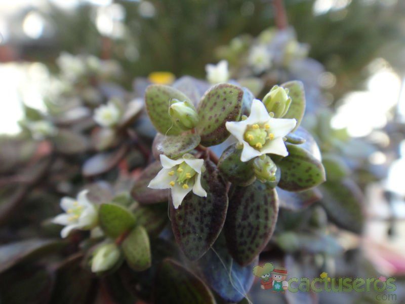 A photo of Crassula volkensii