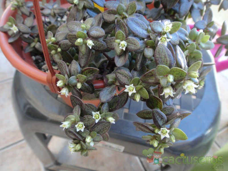 A photo of Crassula volkensii