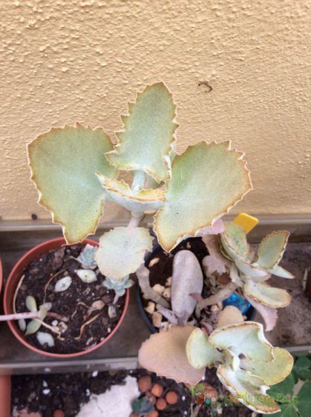 Una foto de Kalanchoe beharensis
