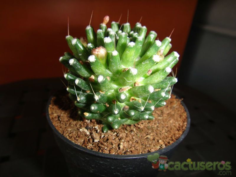 A photo of Mammillaria crinita ssp crinita fma. monstruosa