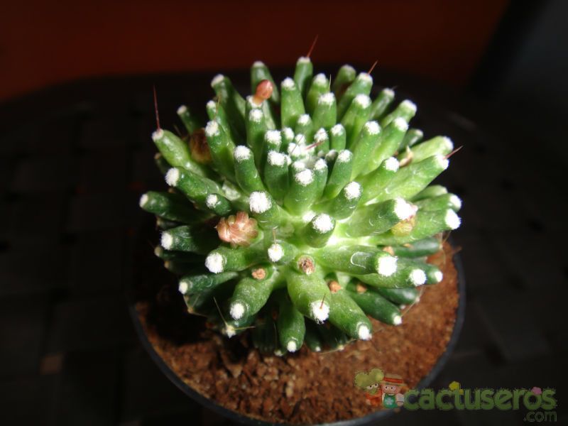 A photo of Mammillaria crinita ssp crinita fma. monstruosa