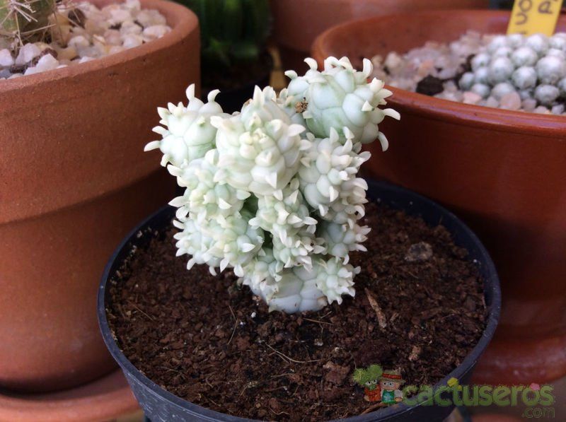A photo of Euphorbia mammillaris fma. variegada
