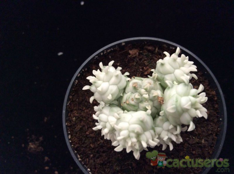 A photo of Euphorbia mammillaris fma. variegada