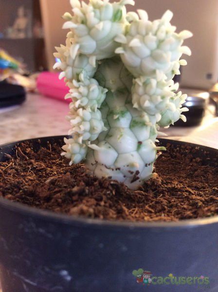 A photo of Euphorbia mammillaris fma. variegada