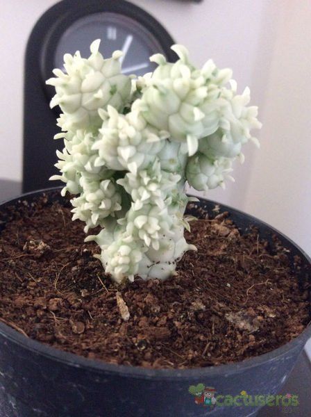 A photo of Euphorbia mammillaris fma. variegada