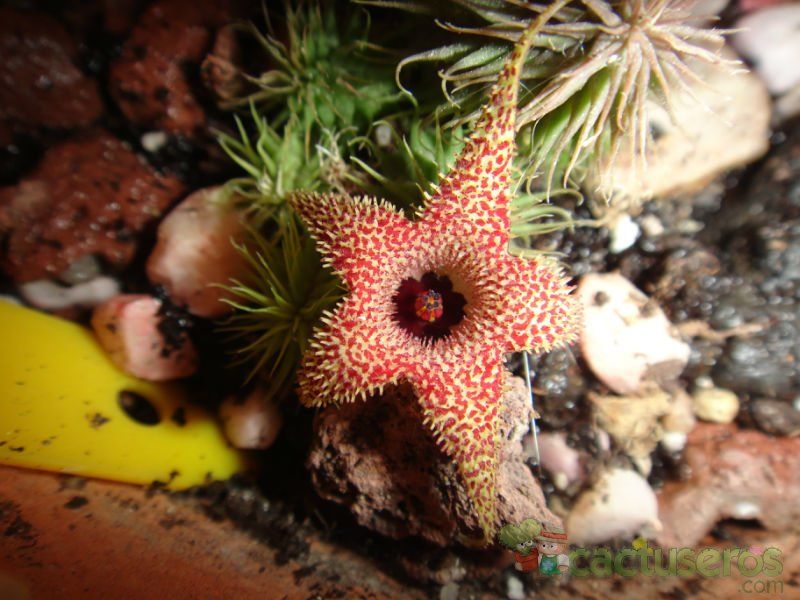 A photo of Huernia pillansii