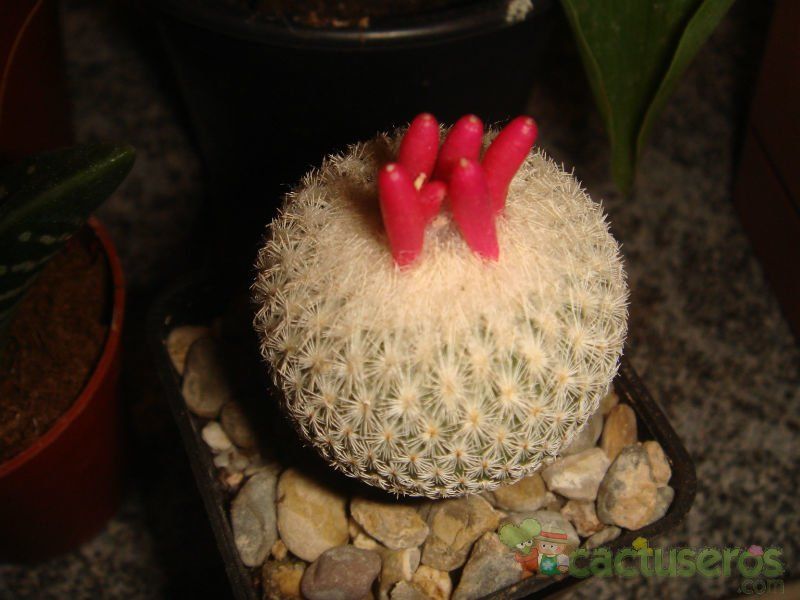 Una foto de Epithelantha micromeris
