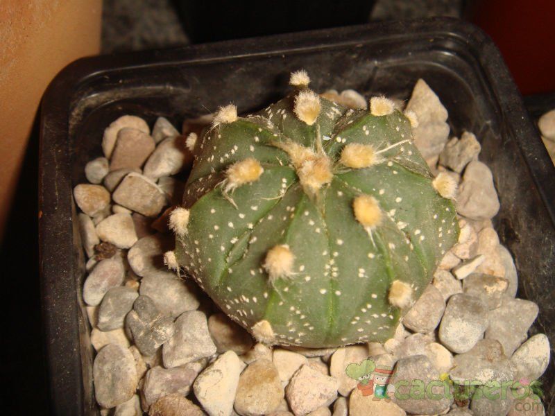 A photo of Astrophytum asterias x Astrophytum capricorne AS-CAP (Hibrido)