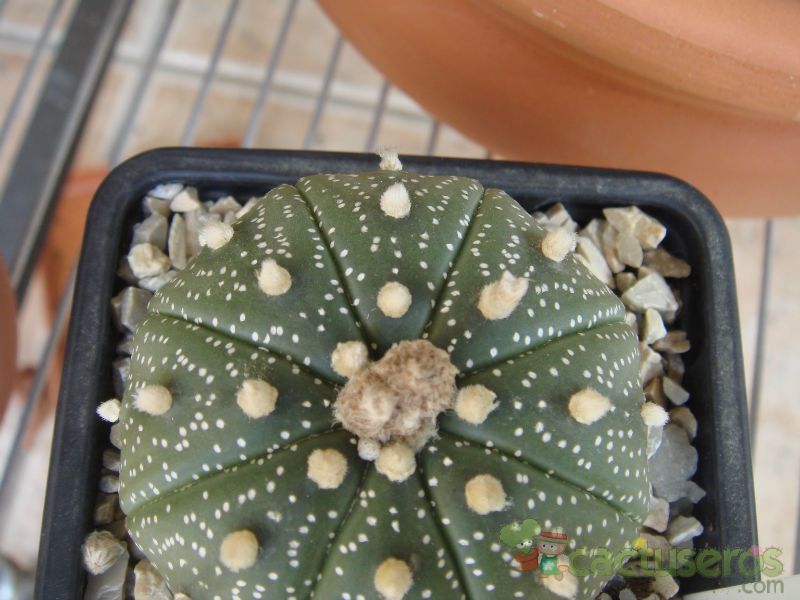 A photo of Astrophytum asterias