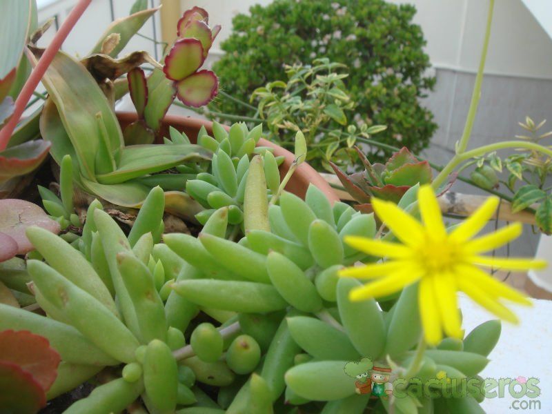 Una foto de Othonna clavifolia